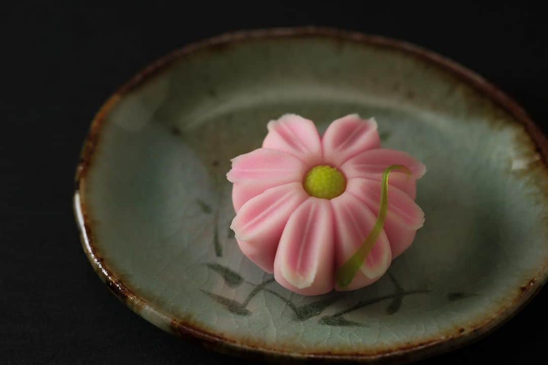 のインスタグラム：「今日の和菓子はねりきりで作った #秋桜 です。 ねりきりとは白餡に餅や芋を混ぜて作った和菓子で 茶道 で使われる「主菓子」の一種です。 #撮影 用に製作しました。  なんとなく秋っぽくなってきました。 @fukusendo_cafe のパフェソフトメニューを #モンブラン と #無花果 になります。  当店で和菓子職人さんとして頑張っている 伊藤さんちのおじいちゃんが作っている無花果を使っています。  かき氷は終了とさせていただきます。  フェイスブックページのいいね！もよろしくお願いします。 https://www.facebook.com/shishisu/  日本和菓子培训讲座接受请求。 Japanese Wagashi #Training #Seminar is accepting requests. Today's wagashi is #cosmos with Nerikiri. Nerikiri is a Japanese unbaked cake based on white bean jam mixing and kneading rice cake, sugar, starch syrup. Is a kind of "Jounamagashi" as used in the tea ceremony. The sweets I've made for the shooting. #福泉堂  #上生菓子 #和菓子 #練切 #煉切 #ねりきり #カフェ #instadaily #器 #sweets #パフェ #wagashi #foodstagram #和菓子好き #日本 #Japon #canon #japaneseconfectioneries  #culture」