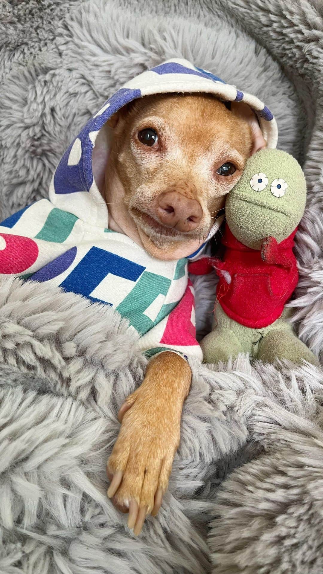 Tuna {breed:chiweenie} のインスタグラム：「Tuna’s taken, but there are thousands and thousands of animals that need adopted and one of them could be your new BFF! Shelters are overcrowded and understaffed, and dogs and cats are at a high risk daily of being euthanised. Please consider fostering, adopting, volunteering, donating, spaying and neutering. And if nothing else, tell your friends and followers to do any of the above mentioned. Thank you!」
