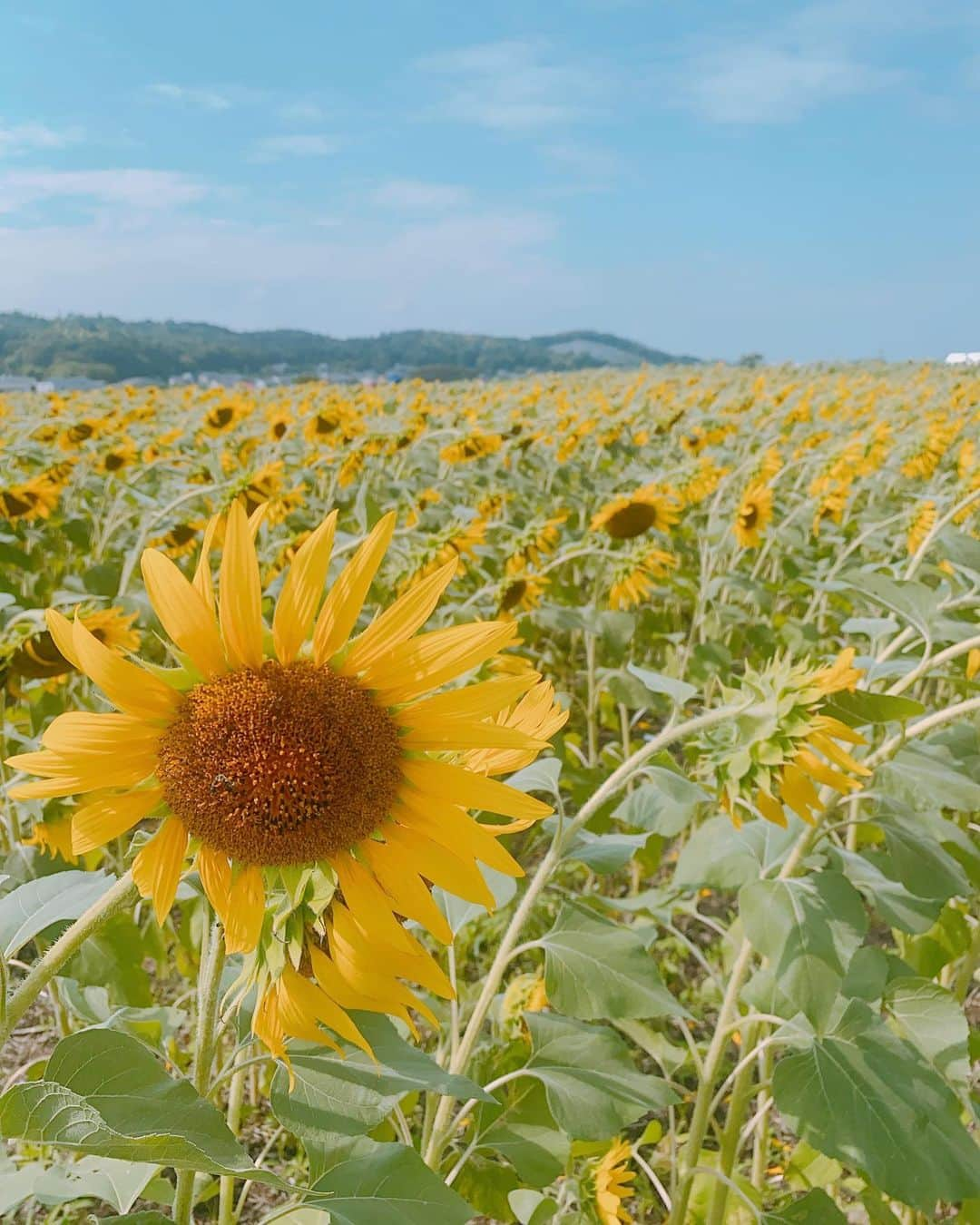 菅長愛子さんのインスタグラム写真 - (菅長愛子Instagram)「👦🏻🌻🌻🚌  ひまわりの約束🌻  ひまわり畑に行くということで お洋服もひまわりコーデ🌻👔  どんどん大きくなっちゃうな〜 はやくおしゃべりしたいな〜💛  1歳男の子 #赤ちゃん写真 #ママスタグラム #ママデビュー #男の子ママ #寅年ベビー #令和4年ベビー #男の子ベビー #男の子育児 #ベビスタグラム #成長記録 #育児日記 #1歳キッズ #6月生まれ #6月生まれベビー #赤ちゃん #赤ちゃんのいる生活 #ベビーフォト #生後14ヶ月 #１歳」9月14日 9時09分 - aiko_suganaga