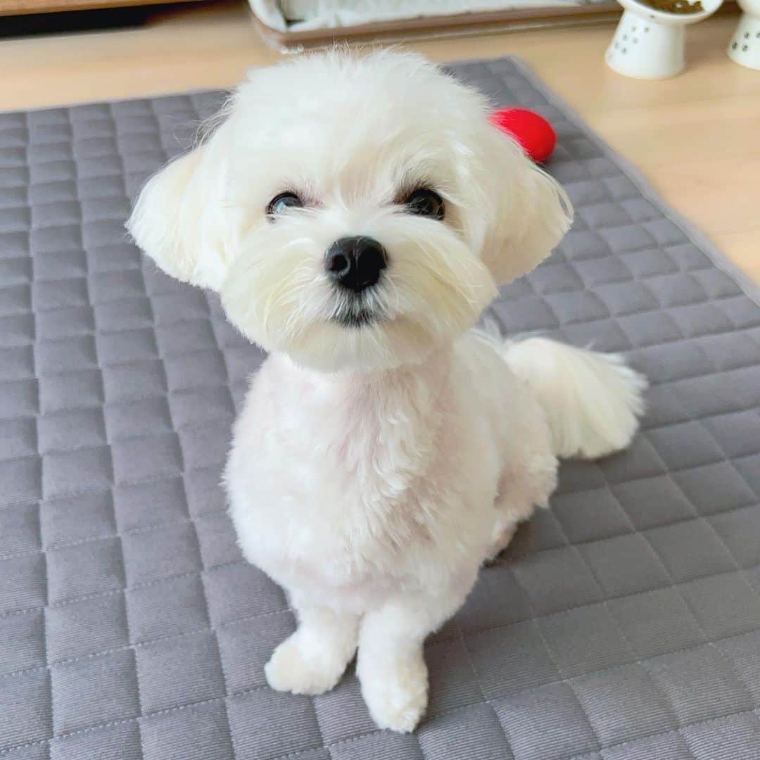 朝香りほのインスタグラム：「ぴーさん引っ越して初めてのカット✂︎ 近所のサロンが人気すぎて 11月まで予約取れなくて焦ってたら キャンセル待ちで昨日行けました🥹💛  みーちゃん（ぽん）が通っていたサロンで キャンセルが出たトリマーさんが まさかの担当してくれてた方という奇跡✨  ぼーぼーからすっきり可愛くなって お迎えの時も嫌な顔もしてなかったので 相性良くてよかったです☺️🫶  #マルチーズ#ぴの#1歳」