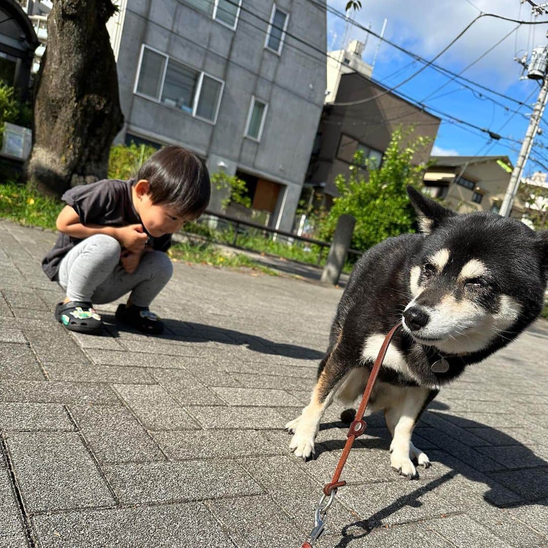vo_coのインスタグラム：「💩 レディのお仕事を凝視しないで欲しいんだけど… ＊ #shibastagram #instashiba #shiba #shibainu #黒柴 #柴犬」