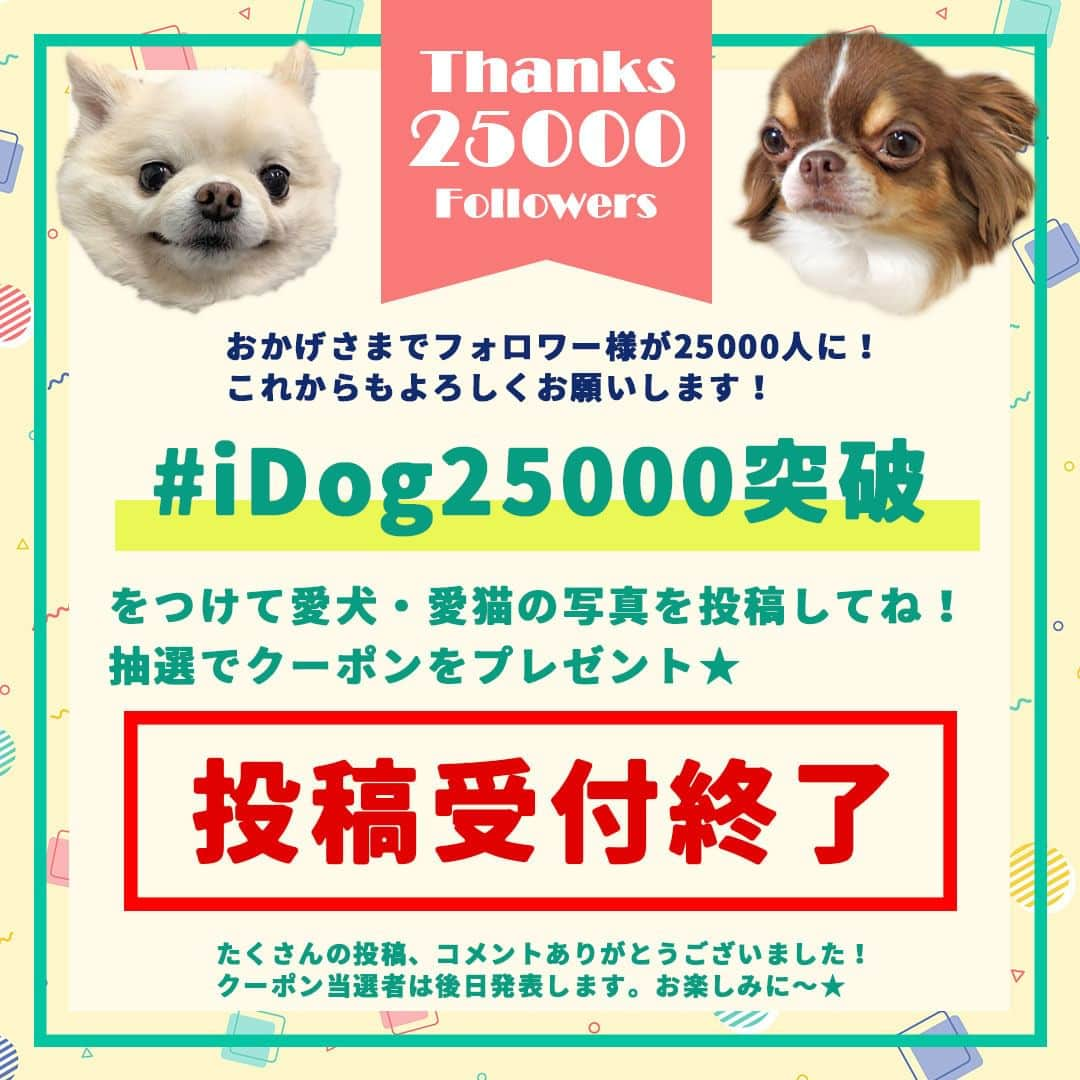 iDog&iCatさんのインスタグラム写真 - (iDog&iCatInstagram)「#iDog25000突破 への投稿受付は9/13に終了いたしました。 たくさんのご応募、そしてお祝いのコメントありがとうございました！ これ以降のご応募は受け付けられませんのでご了承ください。  これよりご投稿いただいた皆様の投稿から、抽選を行います。 結果発表までの抽選期間中にアカウントを非公開にしたり、応募用の投稿を削除されるなど、ハッシュタグの中から投稿が消えてしまうと選考から除外されてしまいますのでお気をつけ下さい。  当選者発表までお楽しみに！  #idogicat #idog #icat #25000人突破企画 #社犬コマメ #チワワ #どすこい #社犬イト #Instagram企画 #記念企画」9月14日 9時30分 - idogicat