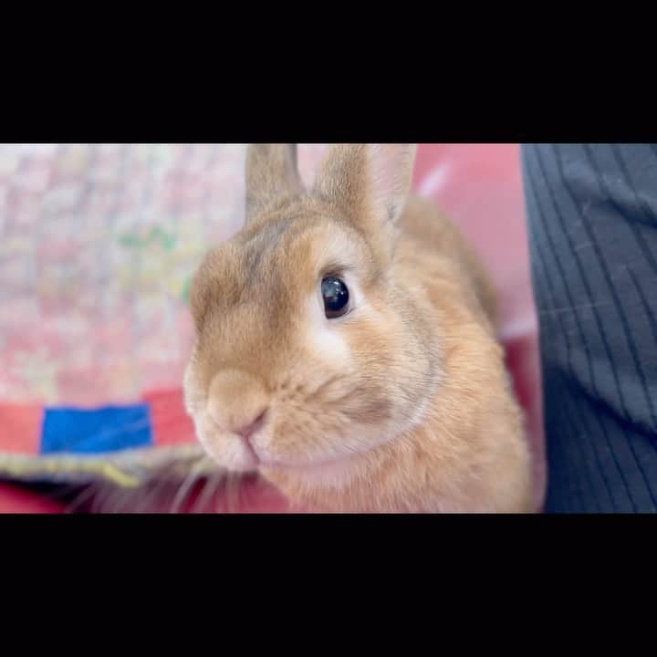 のインスタグラム：「あーかわいい。 朝からかわいい。  #うさぎ」