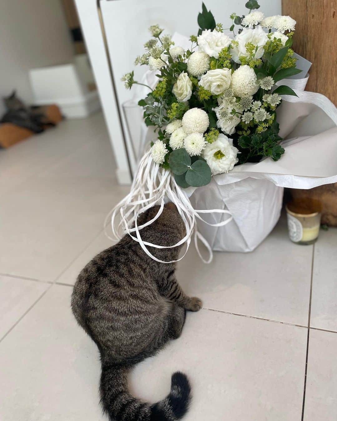 大日方久美子さんのインスタグラム写真 - (大日方久美子Instagram)「・ 連日、JIROに届くお花たち🙏🏻❤️  こうして気持ちを届けてもらい、優しさで悲しみが癒されとても救われています。  猫たちが戯れて遊ぶ姿も可愛くて笑顔になれます🙏🏻❤️  JIROへの沢山の愛のこもったメッセージを本当にありがとうございました。  何度も読みました😭❤️✨  数日間、JIROのことを思い過ごしたので今日からまた仕事を再開します。  夜はGINZA SIX @huelemuseum_official からインスタライブです✨  ファッション感度が高い方から支持を集めているヒューエルミュージアムのオリジナルラインが登場です。  ・ ・ #ハクトラギン #保護猫」9月14日 9時42分 - kumi511976