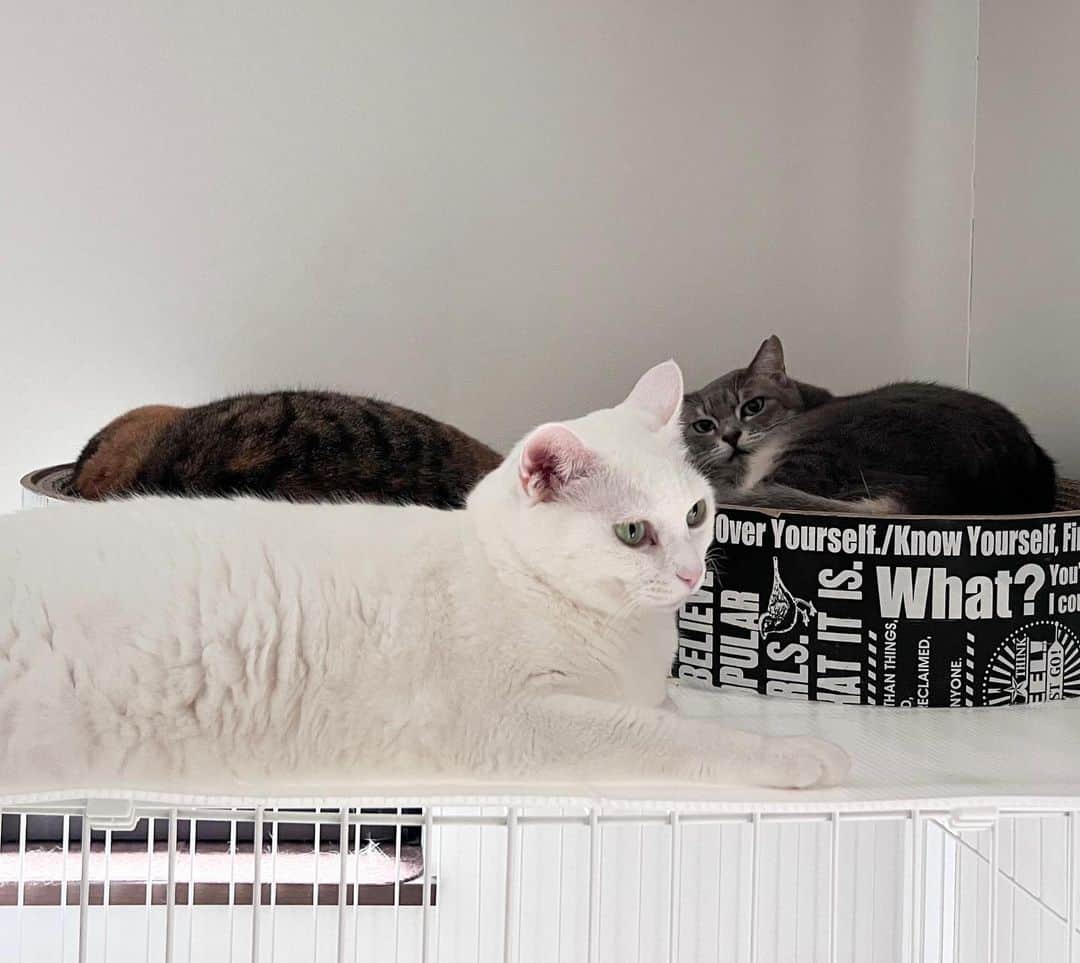 marikill66のインスタグラム：「3ショット❤️🤍🩶ほぼ白茶😹 * * * #catsofinstagram #instacat_meows #IGersJP #nyancon01 #mmts_nekotomo #無敵の親バカ同盟 #関西ねこ部 #ふわもこ部 #ペコねこ部 #peppyフォト部 #ねこは人を笑顔にする #サンデイ #sippoストーリー #メイクにゃーと #ペトコト取材班 #ニャン友 #ねこのきもち * #fukukohakushincha #marikill66_0914」