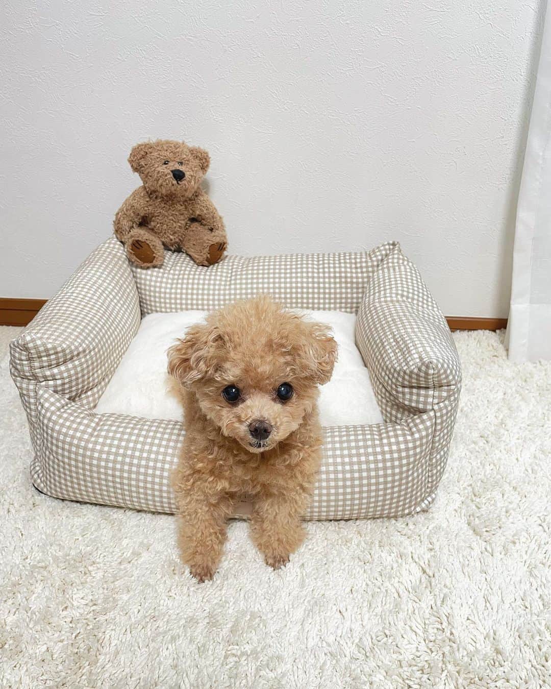 のインスタグラム：「ふわのおnewベッド♡ かわいっ♡♡ @moncheri.dog   #toypoodle#toypoodlegram#dogsofinstagram#instadog#doglover#doglife#cutedog#dog#fuwamama#ふわもこのふわ#ふわ#トイプードル#ふわもこ部#犬バカ部#親バカ部#犬のいる暮らし#いぬすたぐらむ#monchéri#pr」