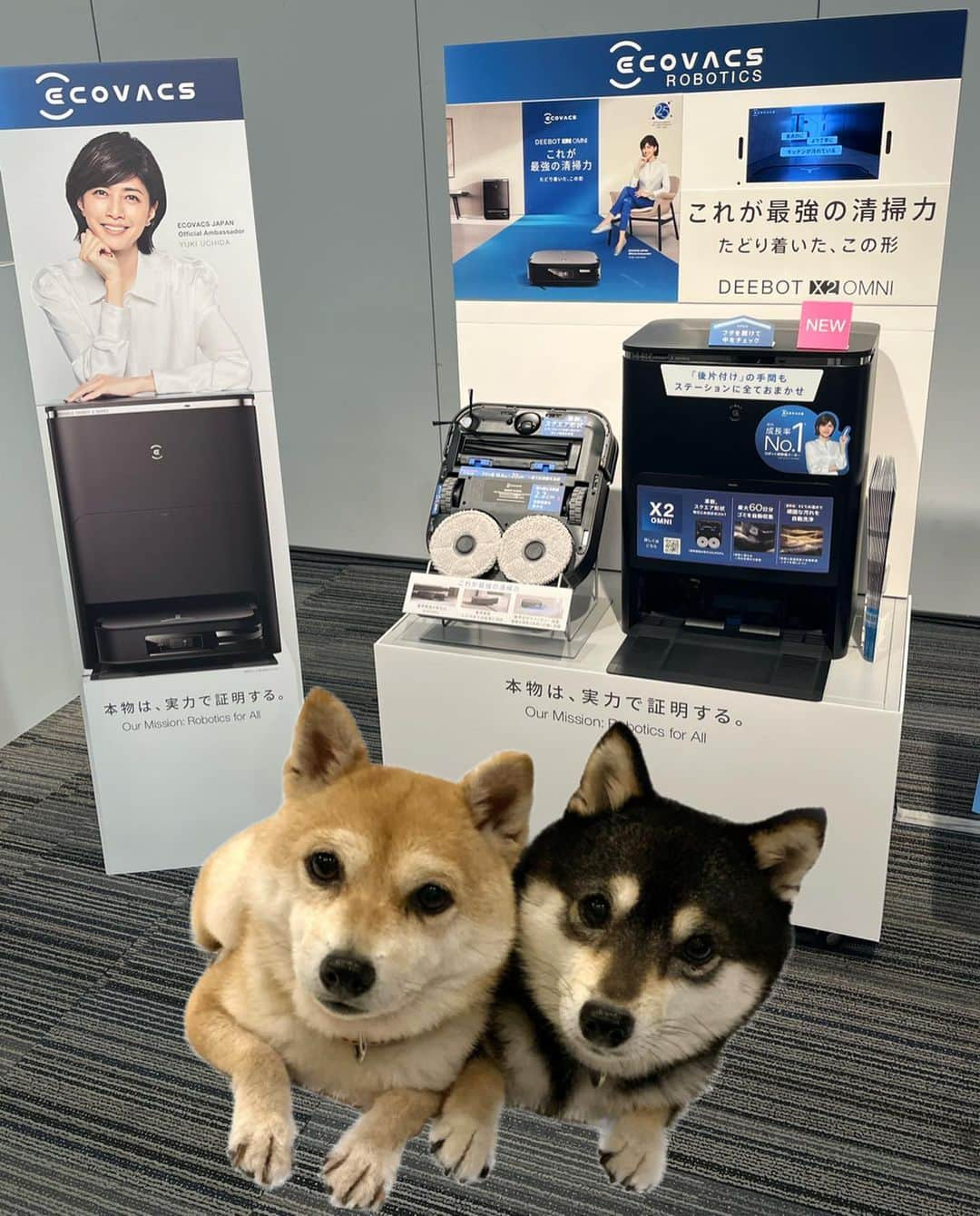 豆柴なつ&ふゆのインスタグラム：「@ecovacs_jp さんの新製品 DEEBOT X2 OMNI の体験会に行って来ました⭐️  新発売を記念してプレゼントキャンペーンもやってるみたい☞  @ecovacs_jp   コンパクトでスクエア型になって清掃カバー範囲率、99.77%‼️  業界初搭載のDual-Laser Liderや最新AI機能で床材や過去の清掃データを学習して、お部屋に最適な清掃をしてくれる‼️  3Dカメラも進化して、障害物回避率性能も向上⭐️突然の障害物も回避⭕️  ロボット掃除機No.1の8000Paの吸引力で、加圧回転式デュアルモップで、汚れもしっかり水拭きしてくれる❤️  更に、お掃除後は全自動クリーニングステーションでゴミも自動回収、モップは55℃の温水で洗浄後、熱風乾燥で常に綺麗な状態キープ😆  機能凄すぎて全部書けない😂  "これが最強の清掃力" これに任せておけば床掃除はもう完璧に近い優れ物でした💕  ますますズボラに拍車がかかりそうな最強のロボット掃除機でした😂 ペットのいるお家には是非欲しい1台‼️  因みに内田有紀さんがアンバサダーに就任されてます🌸  このDEEBOT X2 OMNI、9/14に先行予約開始、9/28に販売開始だそうです❤️ ☟ https://ecovacs.info/x2_kol_ig3  #エコバックス #ECOVACS #ディーボット #DEEBOT #DEEBOTTX2OMNI #ディーボットX2OMNI #ロボット掃除機 #お掃除ロボット #掃除やめた #ゼロ家事 #pr    #いぬのいる暮らし  #shibaaddict #柴 #しばいぬ  #shibamania  #instashiba#cutedogs  #柴犬#shiba #shibainu #shibastagram #いぬすたぐらむ #shibainumag_feature #dogoftheday  #🐕📷 #theshibasociety  #proudshibas」