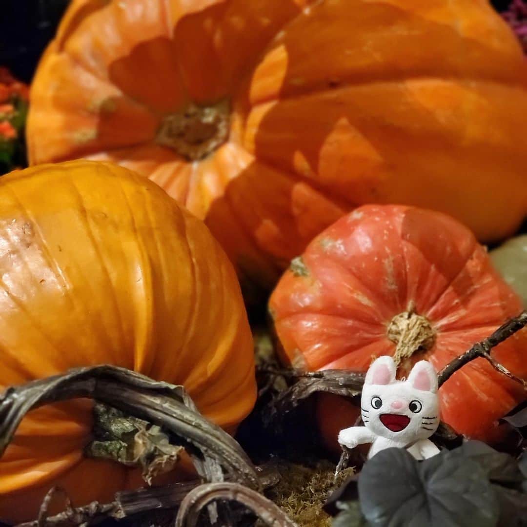 ノンタン【公式】のインスタグラム：「【ノンタンのみつけた！】大きなかぼちゃ、みつけた！　秋はかぼちゃがおいしくなるね♪  #かぼちゃ　#ノンタンのみつけた #ノンタン #ノンタン絵本 #偕成社 #キャラクター」