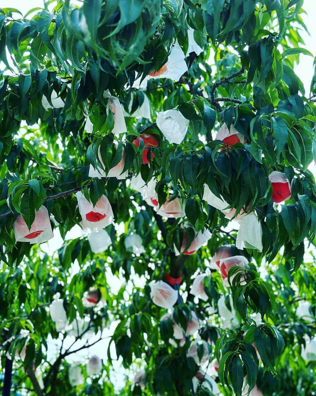 一青窈さんのインスタグラム写真 - (一青窈Instagram)「植松さんは1人で3ヶ月、腰まである雪の中でも 9ha（ヘクタールって久々に聞いた単位）！！！も剪定し続けて10年近くです。  わおー  スタッフ入れると15人で今年は35万枚も🍑の袋がけをしたとか。 めまいがしそうな数😵‍💫。。。  雨がおへそのところに溜まっちゃうと ぽとんと落ちちゃうんだって。 デリケートね。  上の枝の先端から熟すそうで 一週間くらいずれて熟してくから、 と やはり収穫にも一本 およそ７週かけてやるそうです。  美味しいのは拳大だって 教えてくれたので 皮ごとかぶりついたら めちゃjuicy！！！！  できるだけ低農薬で作った桃。  とにかくとにかーく美味しかった。 発送もしてるそうで ラスタBOXが３種類試せていい感じだとか。  わたしゃ、ぜんぜん回し者ではないが 感動したので ご興味ある方はぜひ 植松さんのinstaから連絡してくださーい❤︎  #山形 #fruit #桃狩り」9月14日 12時10分 - yohitotoyo