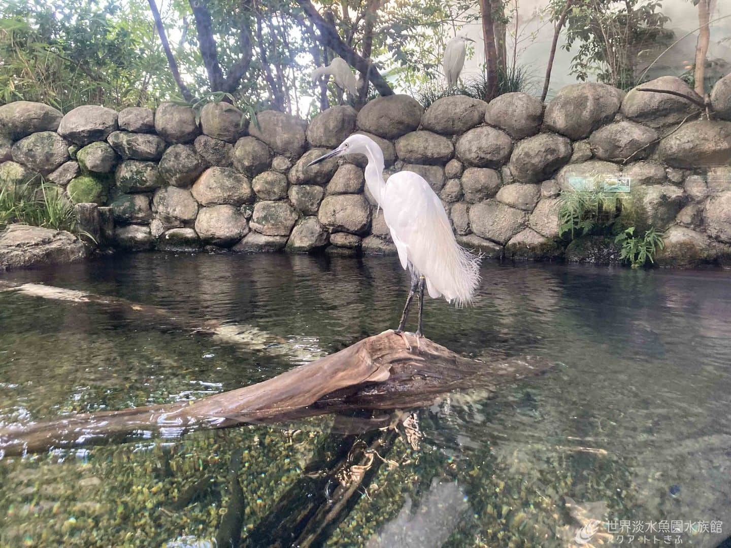 世界淡水魚園水族館 アクア・トト ぎふのインスタグラム：「月曜日の休館日に、長い流木を担いで運んで「ゆるい流れの魚」水槽に設置したところ、さっそくコサギが気に入ってくれたようです。 人の少ない時間帯には、アクリルのすぐの流木にとどまるようになりました。  #アクアトト #水族館 #aquarium #オアシスパーク #河川環境楽園」