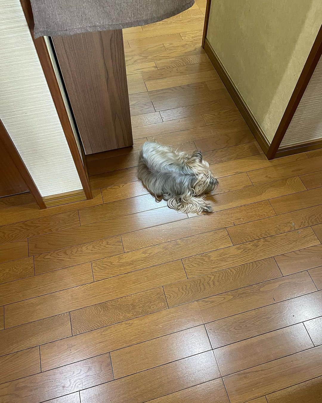 飯島直子さんのインスタグラム写真 - (飯島直子Instagram)「こんにちは^ - ^♪  こちらは暑くなってきました  今週いっぱい夏ですね  昨日の緑の実は夏みかんです すこし病気になりかけていましたが、しっかり実がついてきました^_^  2キロとは…愛犬の体重です  散歩は十分です^_^  むかし、愛犬を抱いて遠くまで散歩へいき　あまりの疲労にタクシーに乗って帰ってきました  12.13日ほへんじすこしです＾＾  mikarin父誕生日おめでとう♪ 両親共々元気で幸せだね^ - ^ たくさん親孝行してあげてね！ 末っ子はかわいい…(*´-`)  ta.m1974  49才誕生日おめでとう♪ステキな一年になりますように^ - ^  shishun誕生日おめでとう♪ 素晴らしいお母さんだね！ 楽しい場所、わたしも感謝^ - ^ ステキな一年にしてね♪  rapids888誕生日おめでとう♪ 娘たちからお祝いうれしいね ネイルも気分上がる♪ 良い一年になりますように^ - ^  m.s_0117母89才誕生日おめでとう♪元気に長生きしてね^ - ^♪来年は90才♪  takeo息子１７才、息子７才誕生日おめでとう♪ 同じ誕生日なんてスゴイね♪ 大パーティーだ♪良い一年になりますように^ - ^  ふぅちゃんママ結婚記念日おめでとう♪名古屋の嫁入りはステキだね^ - ^ 息子も結婚おめでとう♪ 旦那さんと愛犬た3人いつまでも元気でお幸せに…^_^  moyuhi53才誕生日おめでとう♪娘からスマートウォッチ♪ これでウォーキング大会も完走できるね^ - ^お休み楽しんでね 良い一年になりますように♪  nana！5月にコロナ、当日誕生日…おそくなったけど誕生日おめでとう♪ 良い一年にしてね♪いつもありがとう^ - ^  まさよ！5年も！もうやらなくていいとおもう、もう十分！ 自分と家族を大事にしよう^ - ^ ガンバレ！まさよ！  ヒトメタニューモウィルス？！ 知らなかった！次々出てくるね…大丈夫？！nishiche！  母がガンの告知…ずっと強くいなきゃと思うと泣けてくる… つらいね、泣いたっていいんだよ、ひとりで背負うのはかなり厳しい、誰でもいい、キモチを共有できるひとに話してみてね そして、お母さんに元気に長生きしてもらうために、治療にケアをしてあげてね れいこ！がんばろう！！  眠れない夜あるよ、諦めておきるよ^ - ^千葉の美奈子！  オリオン座出てるのね？ キタムラくんはロマンチスト笑  よっこ♪  えつこ！父の付き添いお疲れさま(*´-`)お薬ふえると大変だよね…ガンバレ！  あや♪  coo8.mee6再検査で大学病院へ、何かあっても早期発見早期治療だよ！頑張ってきてᕦ(ò_óˇ)ᕤ  さなえ♪  浜のぴょんは耳かきだいすき わたしもだいすき♪  順子♪  膝サポーターつけて！ひでやん！  腰！ちゃんと診てもらおう！ かおりんご！！  アイコン変えた、了解！ licats^ - ^  あちゃこ♪  グランディス懐かしい！ 横浜ヨーキーママ♪  pu_fa風邪で味覚障害になるよ！でも一度検査してみてね！  チケットとれた〜やったね！ クミチン♪  いい事なーい！悪いことなければ良し^ - ^yopichan！  ikuyoya職場を退職！ スッキリ良かった^ - ^ 今日から笑顔の生活でね♡  ららママファイト！ほどほどにがんばろうね٩(๑❛ᴗ❛๑)۶  今日は残りものおかず  ローカット玄米(炊き立て)  味噌汁(残、三日前)  ハンペンツナ(賞味期限10日)  グラタン的な(イモ、ミートソース残)  緑なしですね、そろそろ買い物へ行かなくてはいけません  今朝は顔洗いました^ - ^  木曜日！もうすぐ連休です  今日もほどほどにがんばろうね エイエイオーでね( ´ ▽ ` )ﾉ♡」9月14日 12時36分 - naoko_iijima_705_official