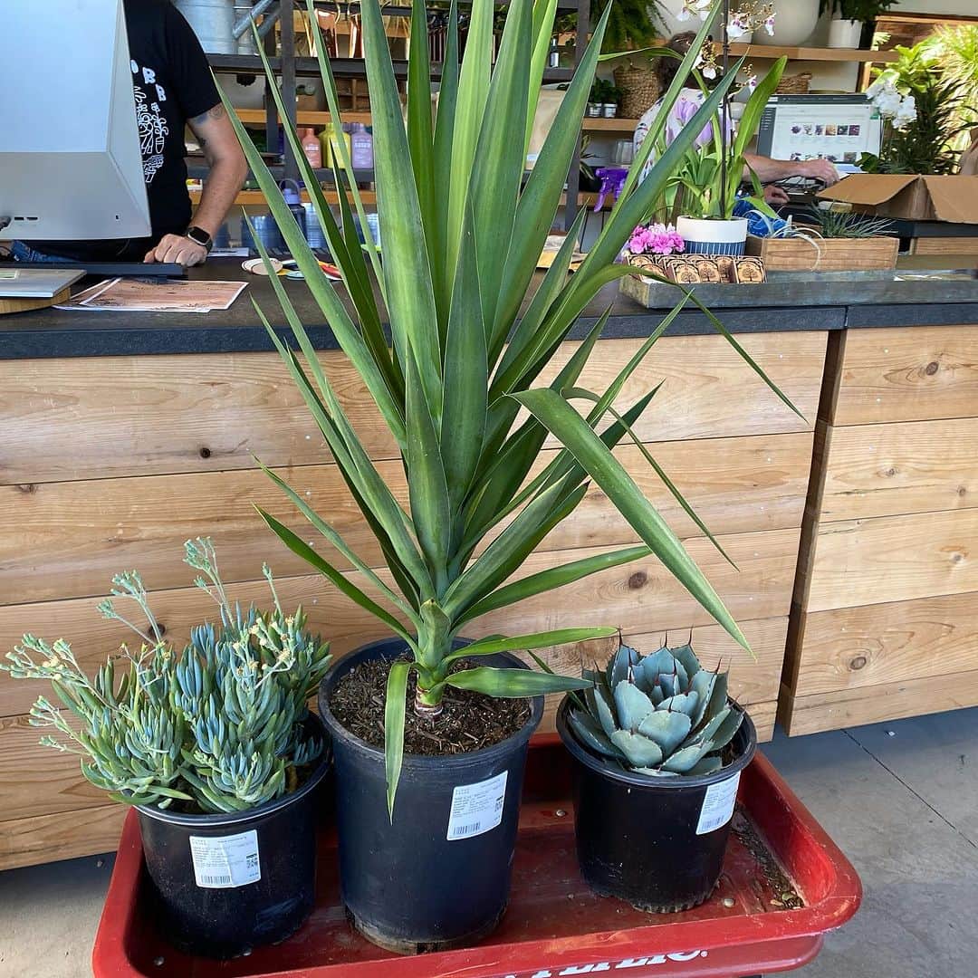 野沢直子のインスタグラム：「最近よく行くプラント🪴屋さんにて、今日この３つご購入❤️ 写真2  よく行くプラント屋さん。 写真3  プラント屋さんにて、シベリア超特急ロンT着てるとこ🤣🤣 #california  #californiaplants」