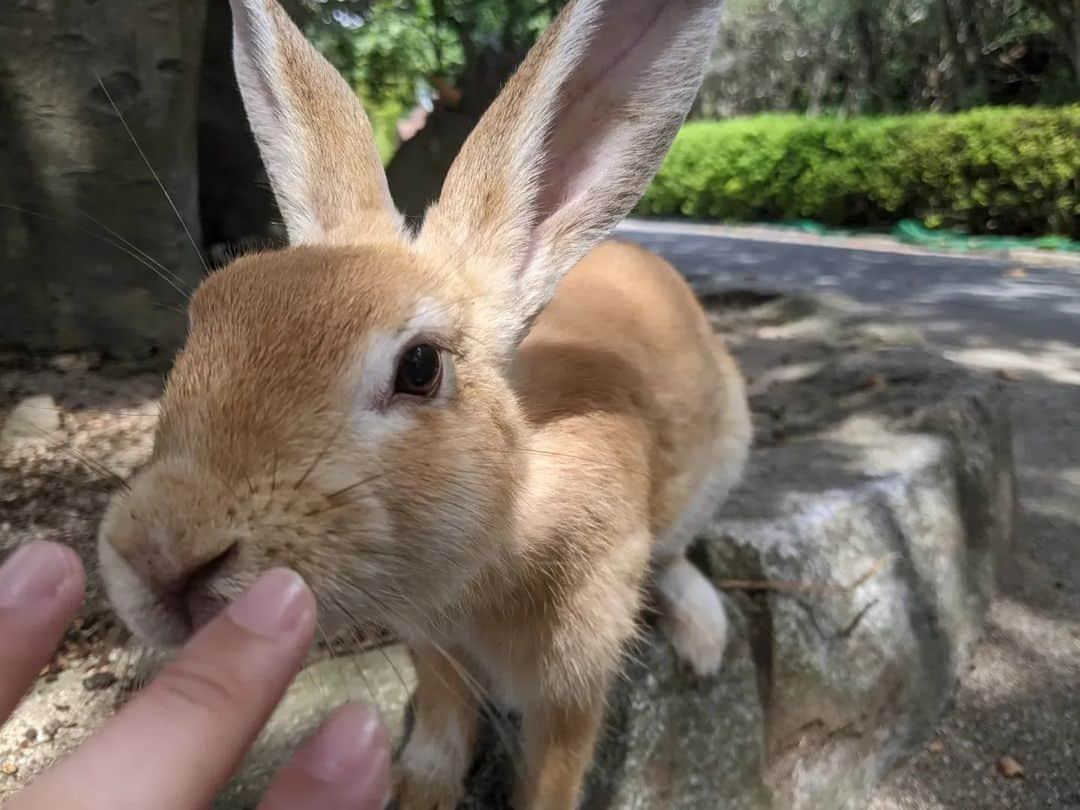 平岡亜紀さんのインスタグラム写真 - (平岡亜紀Instagram)「ずっと気になっていた、大久野島を訪れていました。父の地元の近く。久しぶりの広島訪問でした。 星空がきれいで、うさぎが沢山いて、いよいよ天国に来てしまったかと思った。笑 まだ、生きてる？よね？笑　  うさ様とのツーショット難易度めちゃくちゃ高かったけど、それもまた尊かった。。🥺💖🏝  #大久野島ダブルアニバーサリー　#常夏のセトウチパラダイス　#大久野島　#okunoshima」9月14日 13時44分 - akihiraoka1211