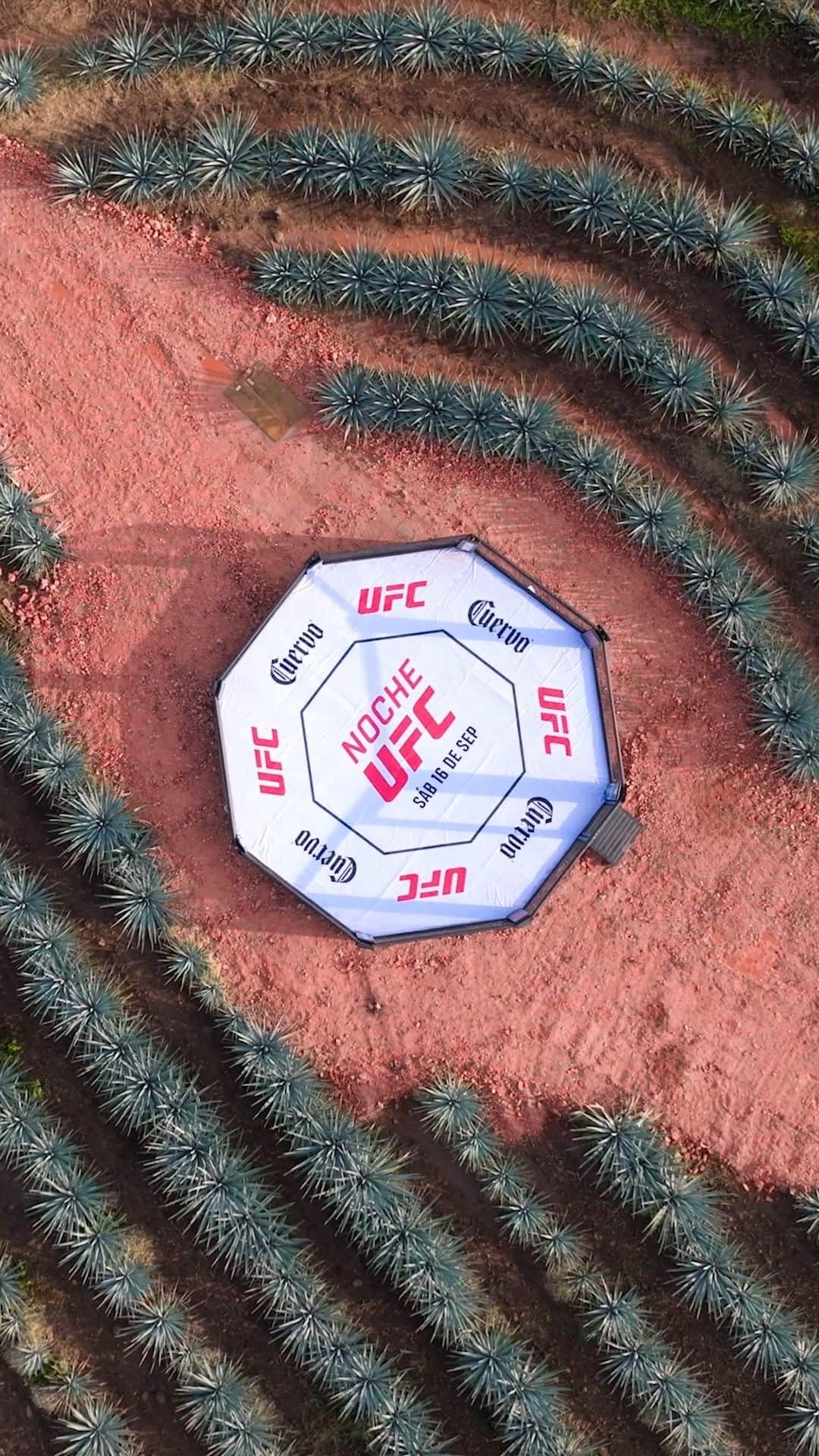 UFCのインスタグラム：「UFC and Cuervo kicked off celebrations for the first-ever #NocheUFC Fight Night with a bang, landing an official UFC Octagon in Cuervo’s iconic agave fields in Tequila, MX.  Surrounded by 350 acres of blue agave, Cuervo and @theassassinbaby opened the Octagon for a special content shoot, then made way for an open workout featuring some of Mexico’s premier UFC athletes, including flyweight champ @alexa_grasso, @loopygodinez, @diegolopesmma, and @alessandrocostabjj.  [ B2YB @josecuervotequila ]」