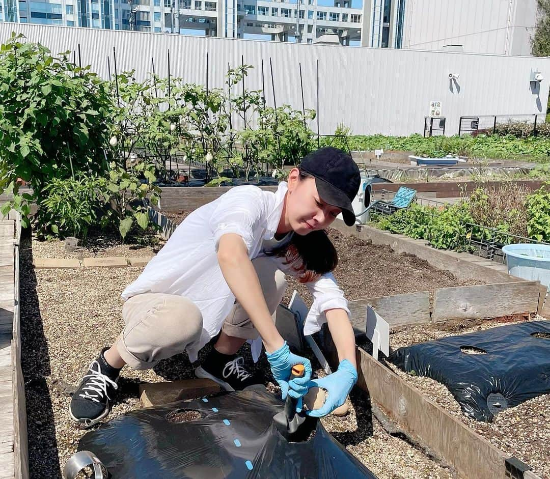 滝沢沙織さんのインスタグラム写真 - (滝沢沙織Instagram)「こんにちは😊✨ 先日 @city.farmrooftop お台場の農園で秋のジャガイモの種芋植えをしてきました‼️ 今年もデジマとゆうジャガイモを植えました🥔私のお気に入りっ😊✨ 3ヶ月後くらいの収穫が楽しみだなぁ〜❤️ 他にもどんなお野菜の種を蒔こうか考え中〜 最近は9月まで気温が高いので種を蒔くタイミングを迷うところですが、いろいろ試しながら楽しみたいな🌱 #滝沢沙織 #ダイバーシティ #都会の農園 @city.farmrooftop  #秋ジャガ #植え付け #デジマ #秋の菜園 #種蒔き考え中」9月14日 14時15分 - saori_takizawa.official