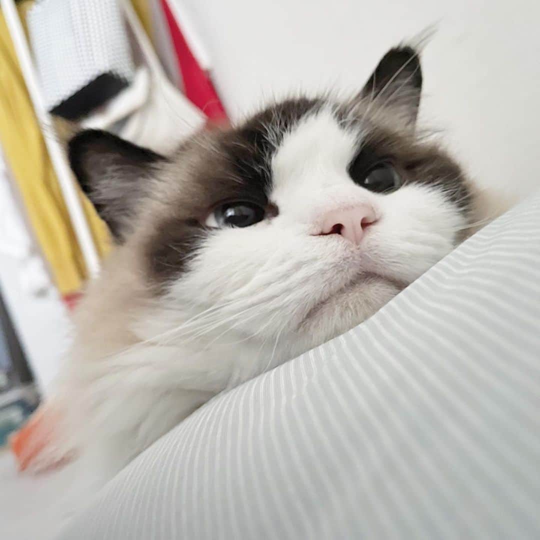 Sagiri Kitayamaさんのインスタグラム写真 - (Sagiri KitayamaInstagram)「Happy 10th birthday, Artesia💗  これからも、ずっとずっとずーっとそばにいてほしいです   #アルテイシア #ラグドール #ragdoll #ネコ #猫 #cat #cats #catinstagram #catlover  #instagramcat #instacat #kitty #むにゃげーず #耳毛部」9月14日 14時44分 - rererurerurela