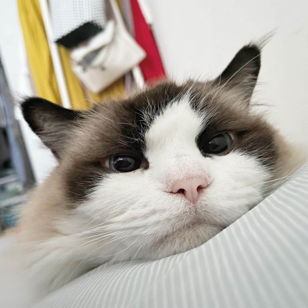 Sagiri Kitayamaさんのインスタグラム写真 - (Sagiri KitayamaInstagram)「Happy 10th birthday, Artesia💗  これからも、ずっとずっとずーっとそばにいてほしいです   #アルテイシア #ラグドール #ragdoll #ネコ #猫 #cat #cats #catinstagram #catlover  #instagramcat #instacat #kitty #むにゃげーず #耳毛部」9月14日 14時44分 - rererurerurela