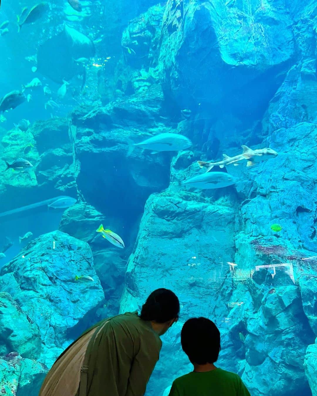 兼田恵さんのインスタグラム写真 - (兼田恵Instagram)「水族館は青が美しいよね🟦  #大分 #ooita #うみたまご #水族館 #大分うみたまご #青の世界」9月14日 15時07分 - earl_megu