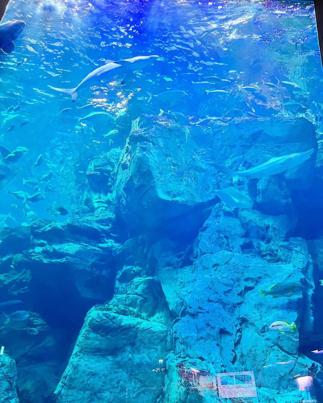 兼田恵のインスタグラム：「水族館は青が美しいよね🟦  #大分 #ooita #うみたまご #水族館 #大分うみたまご #青の世界」