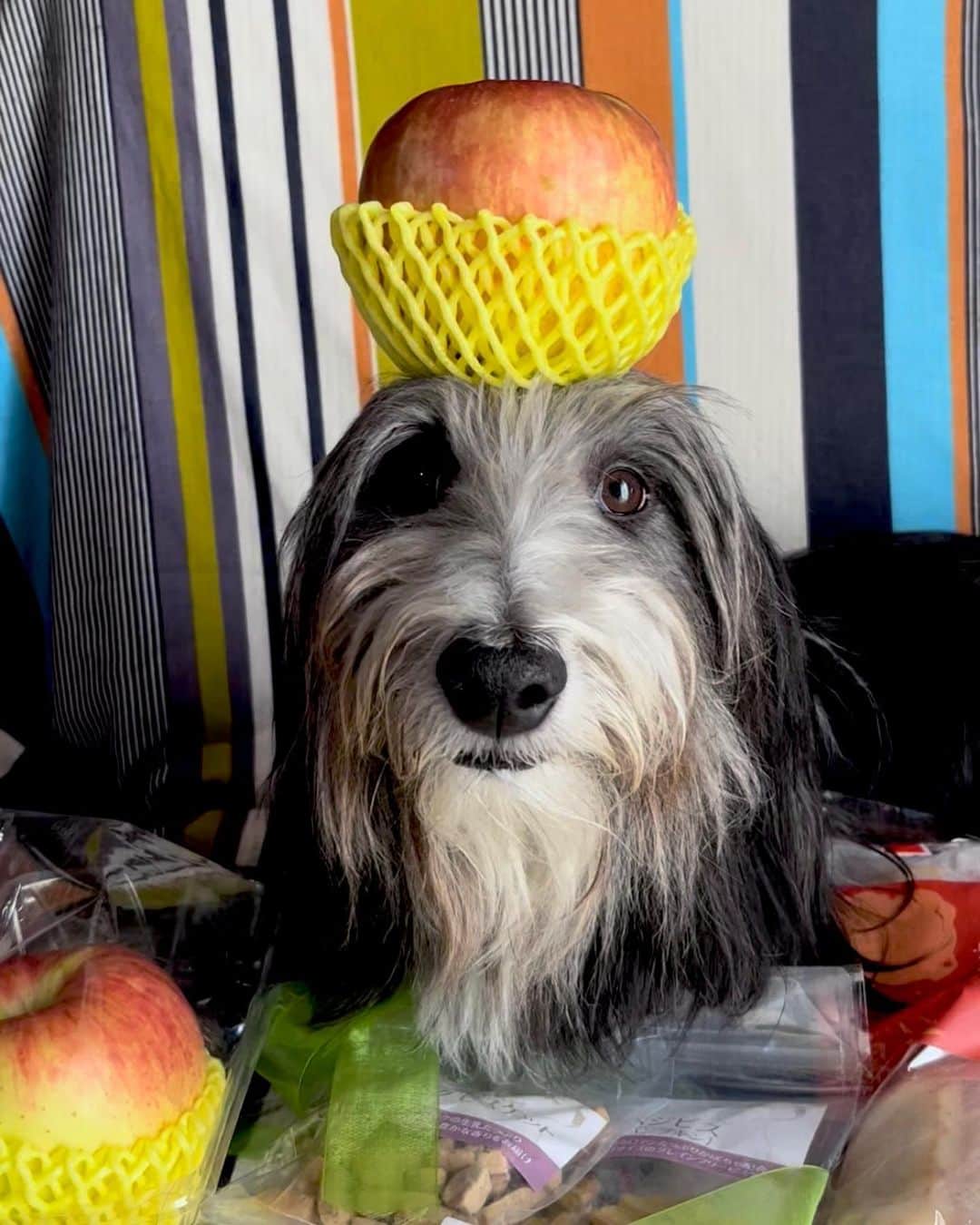 kei515yuのインスタグラム：「最近の写真。  #ビアデッドコリー #ビアディ #beardedcollie #akaribeardie #beardie #beardedcolliesofinstagram #puppydog #puppygram  #petscorner #insta_animaluy #dog_ofinstagram #insta_dogs #igdog #topdogphoto #repost_ezyjp #weeklyfluff #dog_features #excellent_dogs #pecoいぬ部 #飛鳥犬舎」