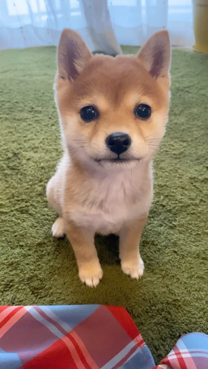 のインスタグラム：「🐶 別班の訓練を受けているパピーたま。  あと3日で #VIVANT 最終回。 来週から何を楽しみに1週間生きよう🤯 まだ見たことない半沢直樹を見るかな。  #柴犬#豆柴#mameshiba #shibastagram#japanphoto#shibainu#犬#shibainumania#犬のいる暮らし#shiba_snap#shibainupuppy#多頭飼い#dog#いぬすたぐらむ#puppy#dogstagram#instadog #doglover#pecoいぬ部#pecotv#いぬのきもち部#狗#子犬#barked#9gag#9gagpets#시바견」