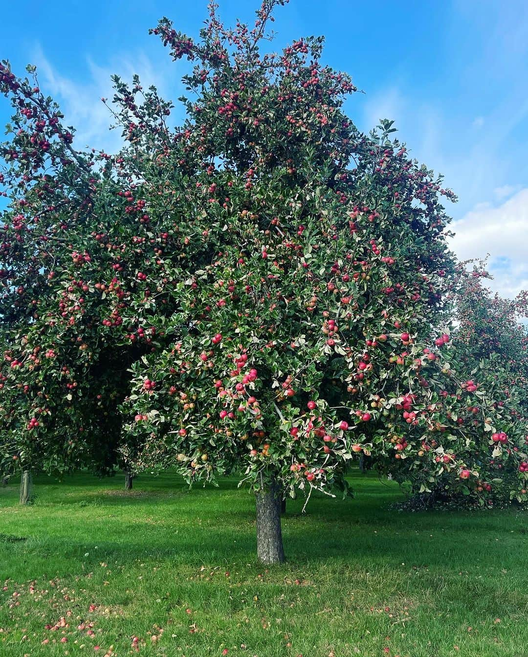 アリスバイテンパリーさんのインスタグラム写真 - (アリスバイテンパリーInstagram)「I love Autumn.  Harvest time at the farm and the shaker machine that I could literally watch all day. ❤️🍐🍎🍐🍎   @somersetciderbrandy」9月14日 16時03分 - alicetemperley