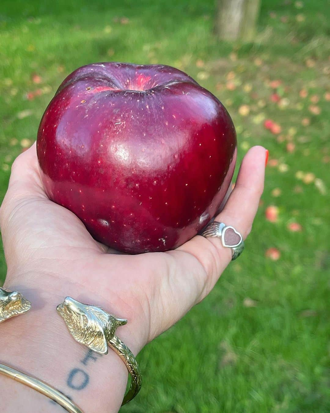 アリスバイテンパリーさんのインスタグラム写真 - (アリスバイテンパリーInstagram)「I love Autumn.  Harvest time at the farm and the shaker machine that I could literally watch all day. ❤️🍐🍎🍐🍎   @somersetciderbrandy」9月14日 16時03分 - alicetemperley