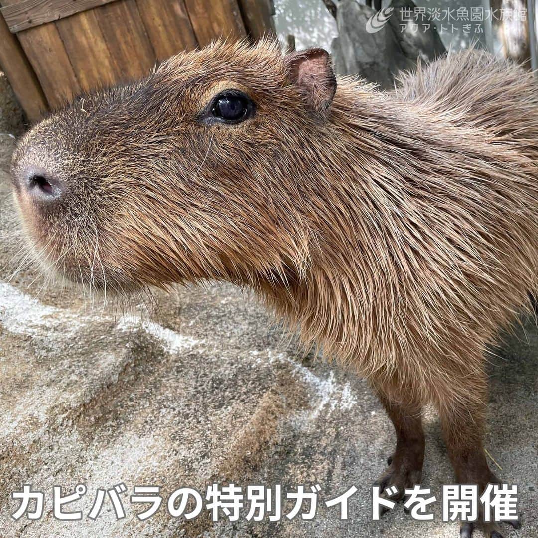 世界淡水魚園水族館 アクア・トト ぎふのインスタグラム：「カピバラの生態などをお話する特別ガイドを開催！ ご参加お待ちしています。  ＜開催日＞ 9月18日（月祝）15：30～ 9月19日（火）15：00～ 9月20日（水）15：00～ 9月22日（金）13：30～ 9月23日（土祝）10：30～ 9月24日（日）13：30～ 9月26日（火）10：30～  ＜場所＞ 館内1階　カピバラテラス  #アクアトト #水族館 #aquarium #オアシスパーク #河川環境楽園」