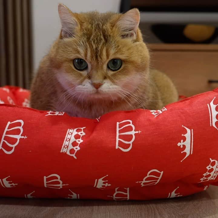 Hosicoのインスタグラム：「Royal cat bed 👑」