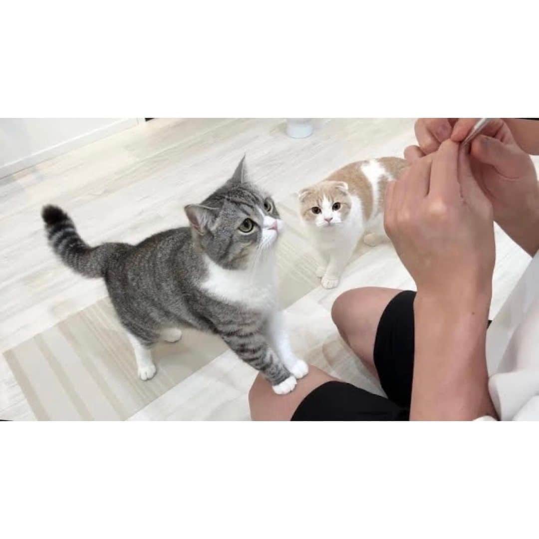 もちまるさんのインスタグラム写真 - (もちまるInstagram)「飼い主におやつを食べられる猫たち」9月14日 18時03分 - catmotimaru