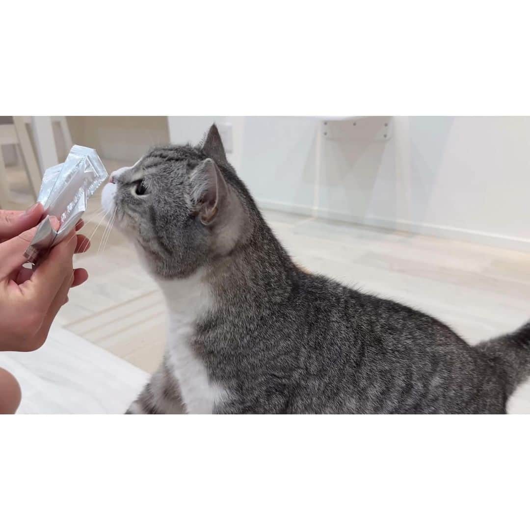 もちまるさんのインスタグラム写真 - (もちまるInstagram)「飼い主におやつを食べられる猫たち」9月14日 18時03分 - catmotimaru