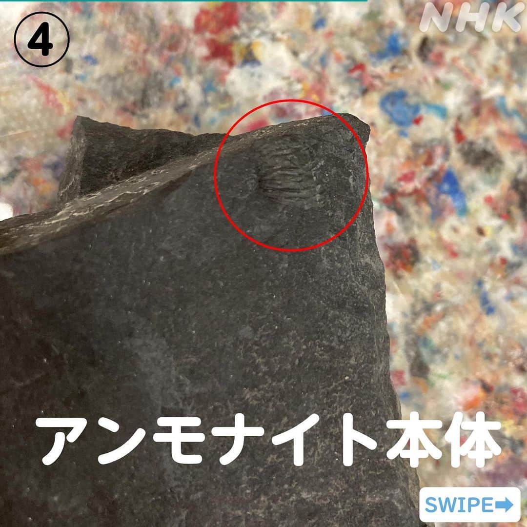 あさイチさんのインスタグラム写真 - (あさイチInstagram)「愛でたいnipponは福井県✨  生放送中に近藤アナが掘り当てた5つの化石… アップでぜひご覧ください😳  化石の中で重要なものは、 今後施設で調査されるそうですよ。  近藤アナ、おつかれ！と思った方は いいねをお願いします👍  @nhk_asaichi  #福井県 #化石 #化石発掘 #アンモナイト #五木ひろし さん #加藤諒 さん #博多華丸大吉 #鈴木奈穂子 アナ #近藤泰郎 アナ #nhk #あさイチ #8時15から」9月14日 18時08分 - nhk_asaichi