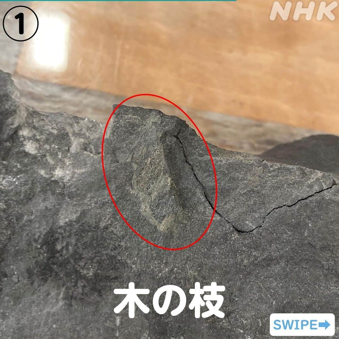 あさイチさんのインスタグラム写真 - (あさイチInstagram)「愛でたいnipponは福井県✨  生放送中に近藤アナが掘り当てた5つの化石… アップでぜひご覧ください😳  化石の中で重要なものは、 今後施設で調査されるそうですよ。  近藤アナ、おつかれ！と思った方は いいねをお願いします👍  @nhk_asaichi  #福井県 #化石 #化石発掘 #アンモナイト #五木ひろし さん #加藤諒 さん #博多華丸大吉 #鈴木奈穂子 アナ #近藤泰郎 アナ #nhk #あさイチ #8時15から」9月14日 18時08分 - nhk_asaichi