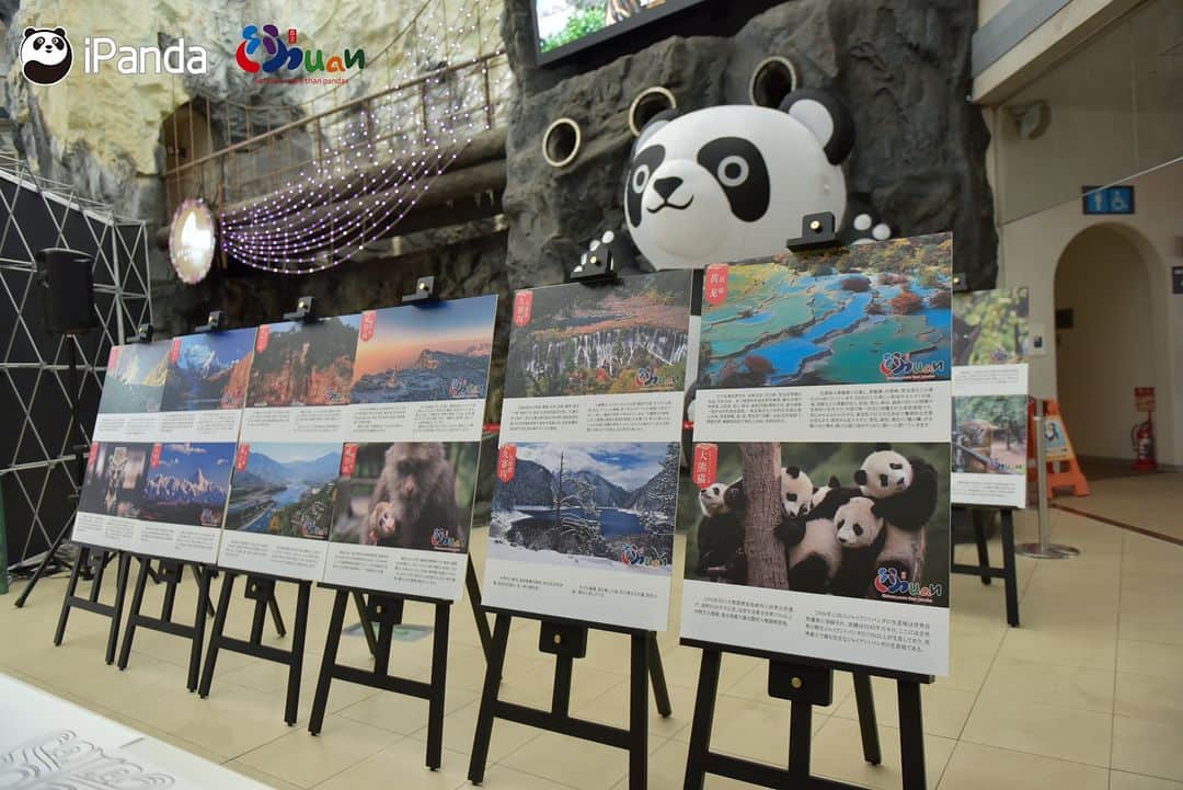 iPandaさんのインスタグラム写真 - (iPandaInstagram)「September 14th, Giant Panda Birthday Celebration Party - Eimei’s Birthday Party held at Wakayama Adventure World in Japan. Altogether 2,500 panda fans in Japan gathered to participate in the birthday celebration. Eimei was born on September 14, 1992, and embarked on a journey to Wakayama, Japan on September 6, 1994. He is the panda who has lived overseas for the longest time in the world. On February 22, 2023, Eimei, together with his twin daughters Ouhin and Touhin, born in Japan, arrived at the Chengdu Research Base of Giant Panda Breeding. 🐼 🐼 🐼 #Panda #iPanda #Cute #PandaPic #FriendshipMessenger #BeautifulSichuanHomelandofPandas #PandaNews   For more panda information, please check out: http://en.ipanda.com」9月14日 18時22分 - ipandachannel