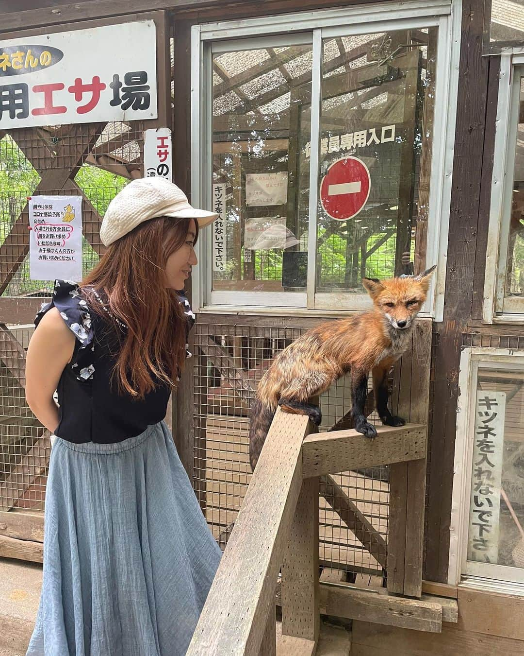 にゃんさんゴルフさんのインスタグラム写真 - (にゃんさんゴルフInstagram)「夏の毛換期だから モフモフきつねではない🦊🦊  白い子狐の抱っこ体験も🤣  #きつね#蔵王きつね村#毛換期  #きつねダンス#夏旅#宮城旅行#fox」9月14日 18時43分 - miiiii0228