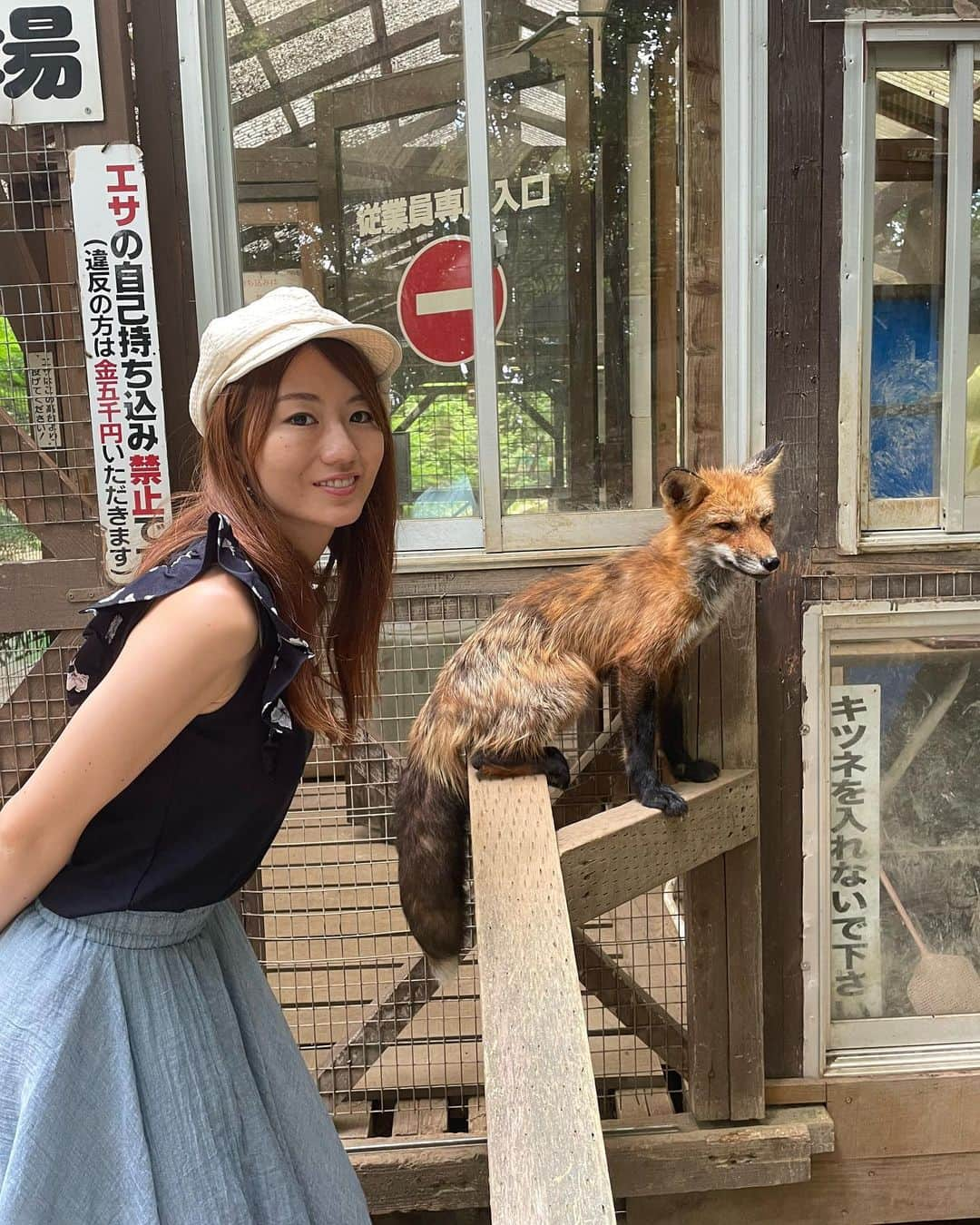 にゃんさんゴルフさんのインスタグラム写真 - (にゃんさんゴルフInstagram)「夏の毛換期だから モフモフきつねではない🦊🦊  白い子狐の抱っこ体験も🤣  #きつね#蔵王きつね村#毛換期  #きつねダンス#夏旅#宮城旅行#fox」9月14日 18時43分 - miiiii0228