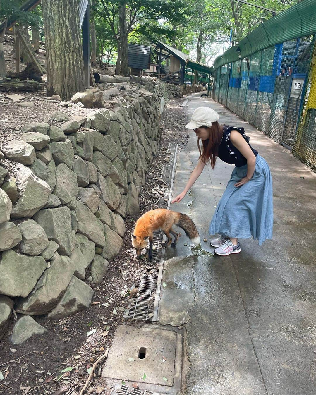 にゃんさんゴルフさんのインスタグラム写真 - (にゃんさんゴルフInstagram)「夏の毛換期だから モフモフきつねではない🦊🦊  白い子狐の抱っこ体験も🤣  #きつね#蔵王きつね村#毛換期  #きつねダンス#夏旅#宮城旅行#fox」9月14日 18時43分 - miiiii0228