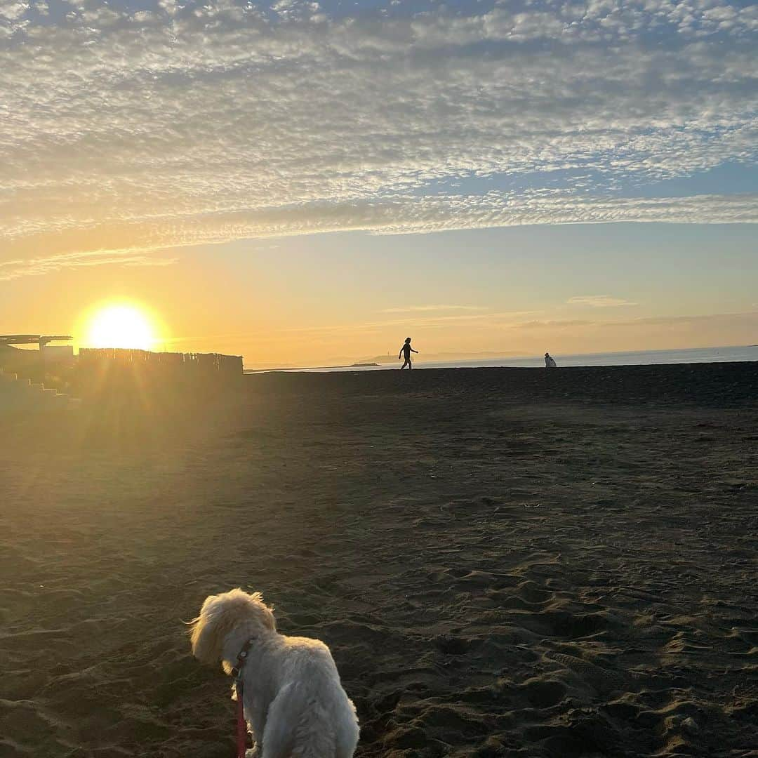 ハルペイさんのインスタグラム写真 - (ハルペイInstagram)「😌 朝日の散歩と、漁師さんからの魚と、夕ご飯のアジフライ❤️ しあわせのフルコースだわ😙✨✨✨✨ #アジフライ #おいしかった  . #食べ物イラスト #harupei#ハルペイ#doodle#draw#drawing#illustrator#illustration#japan#絵#雑貨#湘南#イラスト#イラストレーター#ゆるい」9月14日 19時13分 - harupeipei