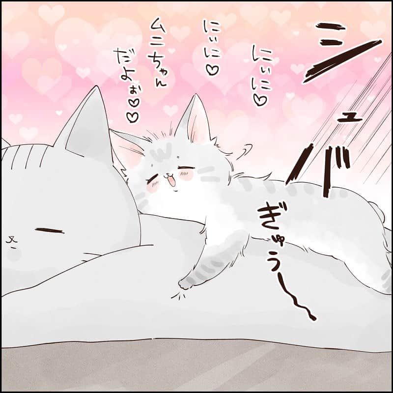 こじめさんのインスタグラム写真 - (こじめInstagram)「【いちゃいちゃ】 7枚目動画です🐱  最近、こっちゃんとムニちゃんのいちゃいちゃが…すごい…。 というか本当にムニちゃんがこっちゃんを好きすぎる。 ケージの外に出てる時の居場所は、私といるかこっちゃんといるかの二択状態。  けしからんもっとやれと思いながらニヤニヤしてます🤤  #猫漫画 #にゃんすたぐらむ  #保護猫 #灰猫 #サバ白 #コミックエッセイ #エッセイ漫画 #猫のいる暮らし #catcomic」9月14日 20時00分 - cojime
