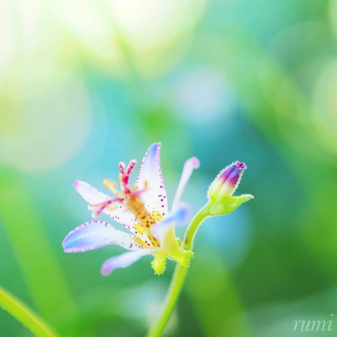 花の写真館のインスタグラム：「Photo by @rumi1043. https://instagram.com/rumi1043/ . Original Post[投稿いただいたURL] https://www.instagram.com/p/CwZnrulvuH9/ . 本アカウントは、 #私の花の写真 をつけてInstagramに投稿された皆さまの花の写真や、「花の写真館」Facebookページで投稿された花の写真を紹介します。 「花の写真館」Facebookページは、「 @floral.photograph 」のプロフィールにあるURLからご覧ください。 . ※各種法令、マナー、関係者の指示に従った撮影をお願いします。 *Please ensure that your photography adheres to all relevant laws, etiquette, and instructions issued by authorized persons. ※本アカウントは東京カメラ部がFacebook、Instagramのサービスを利用して運営しているもので、Meta社・Instagramとは一切関係ありません。 . #花の写真館 #floralphotograph #floralphoto #flower #flowers Follow: @floral.photograph」