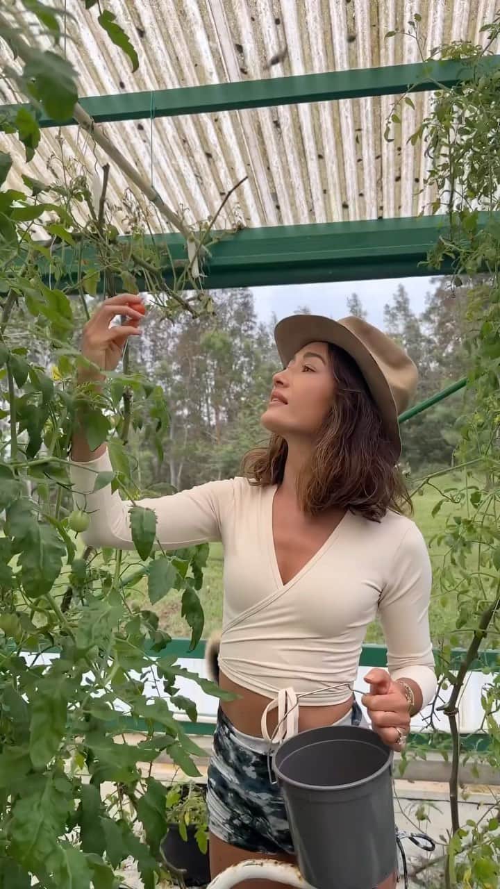マギー・Qのインスタグラム：「I tried hydroponic farming in my greenhouse, and it was a fascinating experiment. Ultimately though, I’m switching back to good old dirt. I feel like the veggies are hardier. Hydroponic is great if you don’t have a lot of space or keep running into pest problems. Any way that you grow your garden is better than not growing anything at all! 🌿」