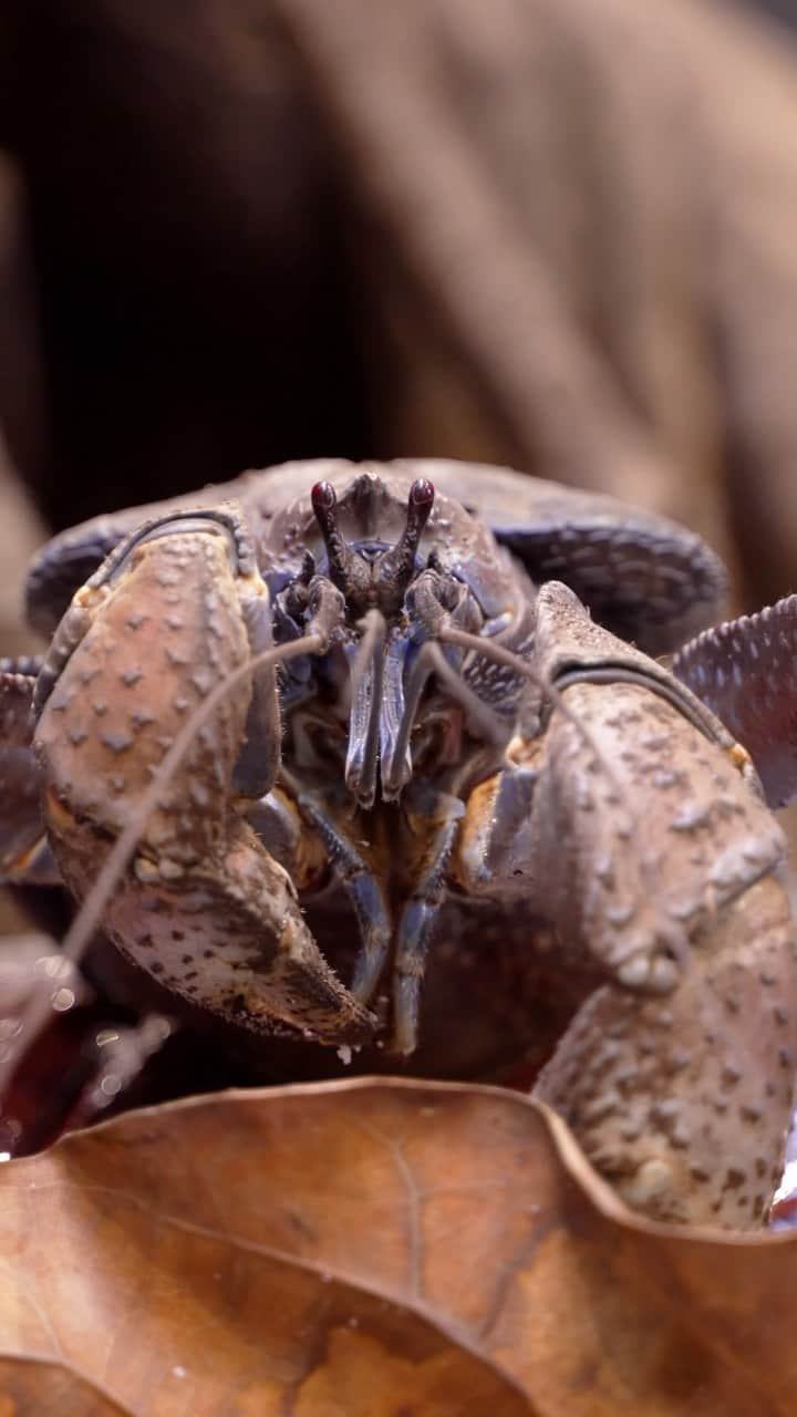 San Diego Zooのインスタグラム：「Shell-ebrating 10 years of Kenergy 🦀  Thanks to our claw-some entomology team, Kenny has spent the last 10 years thriving at the Zoo due to their innovative approach for caring and providing him with rich experiences.   A little fun fact about Kenny is the snacks he goes cocoNUTS for, mice, fish, popcorn, and of course 🥥. A coconut crab who loves coconut, who knew?   #CoconutCrab #Kenergy #Kenniversary #SanDiegoZoo」
