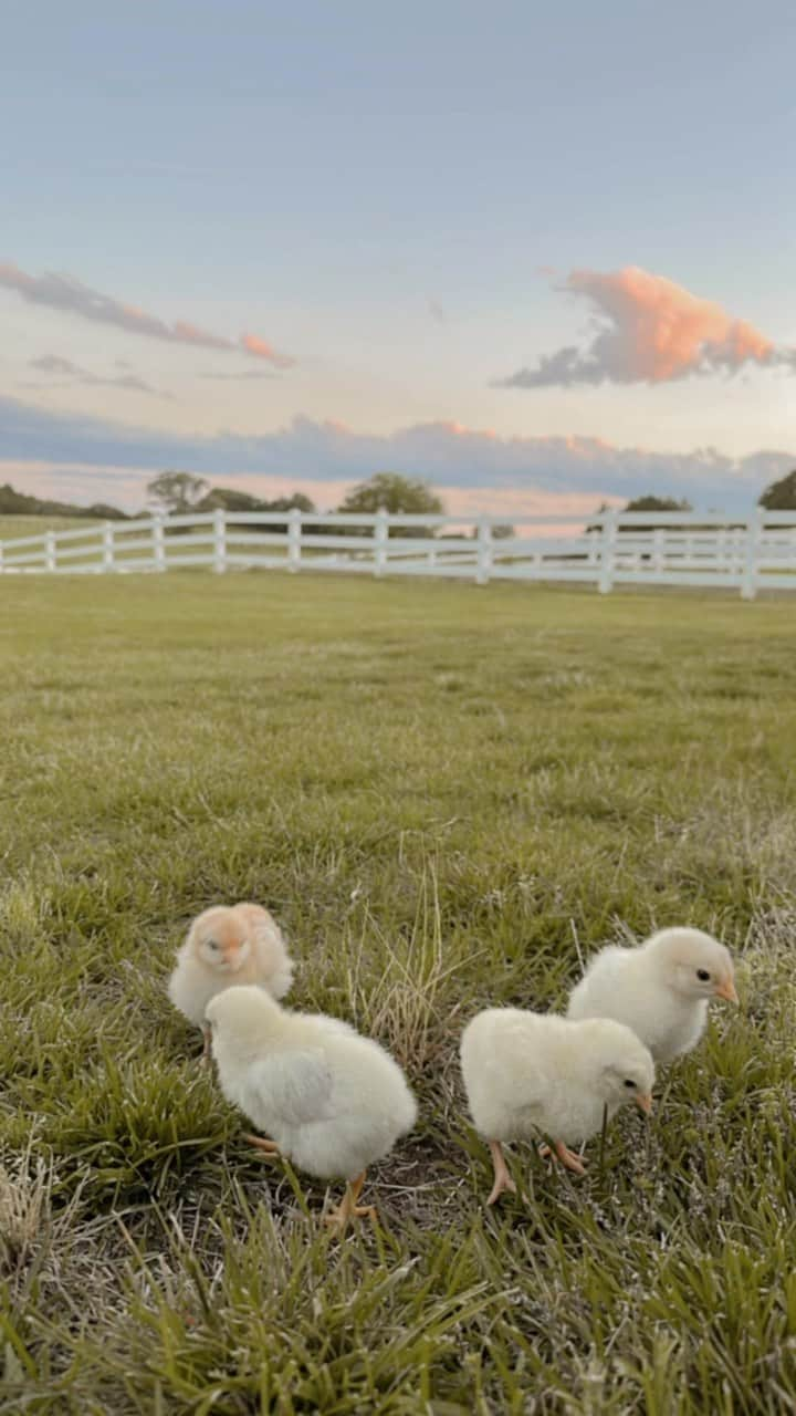 紗栄子のインスタグラム：「@nasufarmvillage で羽化したひよこたちが大きくなりました🐥✨  五島シェフが卵の時から面倒をみて、今は牧草管理部で可愛がられている「ツゥ」🐓🪽🎀  ピースケ🐥のおもちゃを愛してやまないララも、人懐っこくて可愛らしいツゥと対面して気になって仕方がない様子🐶🩷🐓🌿  仲良くなってくれたらいいな🥰🤲🏻🩵」