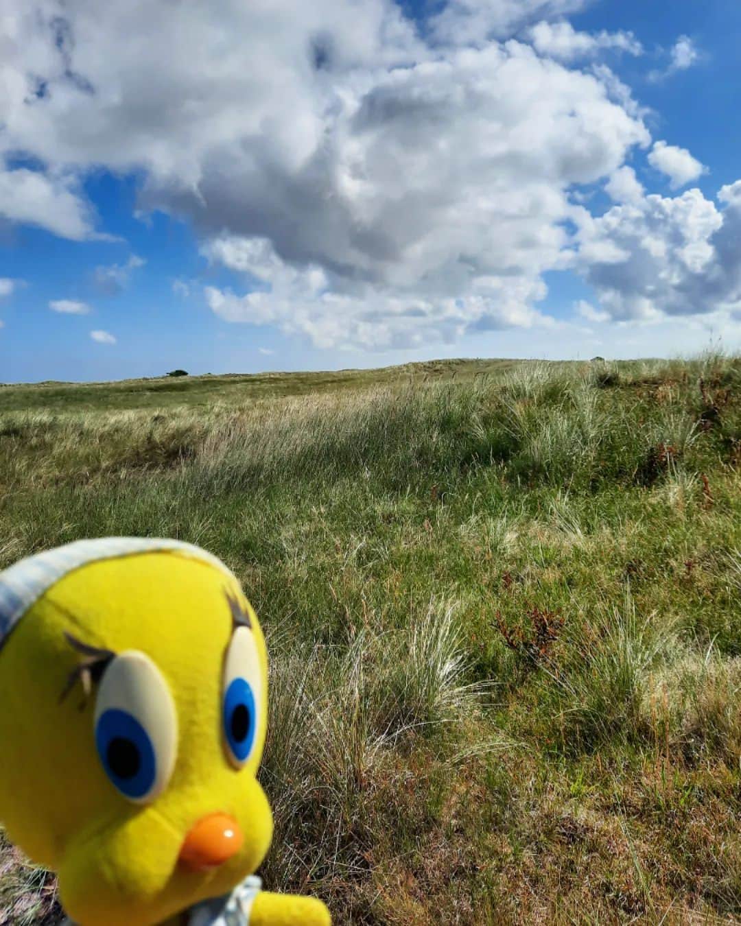 Little Yellow Birdのインスタグラム：「Ahh! Those last beautiful summer days!  #littleyellowbird #tweety #tweetykweelapis #adventures #yellow #bird #september #nazomer #sunnyday #clouds #bluesky #duinen #dunes #netherlands #stuffedanimalsofinstagram #plushiesofinstagram」