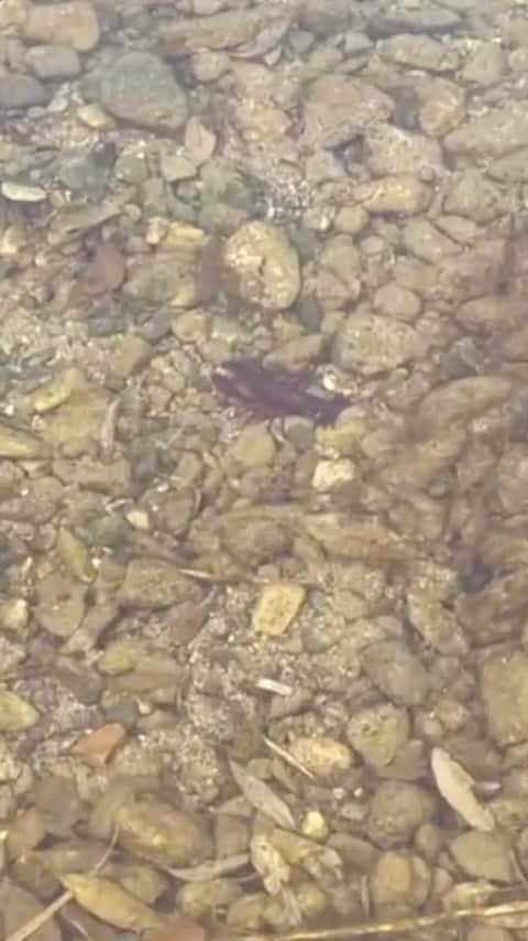 のインスタグラム：「⚠️ルアーです⚠️w 長年に渡り作りたかった唯一無二の 歩くザリガニワーム🦞 RAID渾身のザリガニの名は 「ザリガニスト」と申します🦞  詳細はまた🙋‍♂️」
