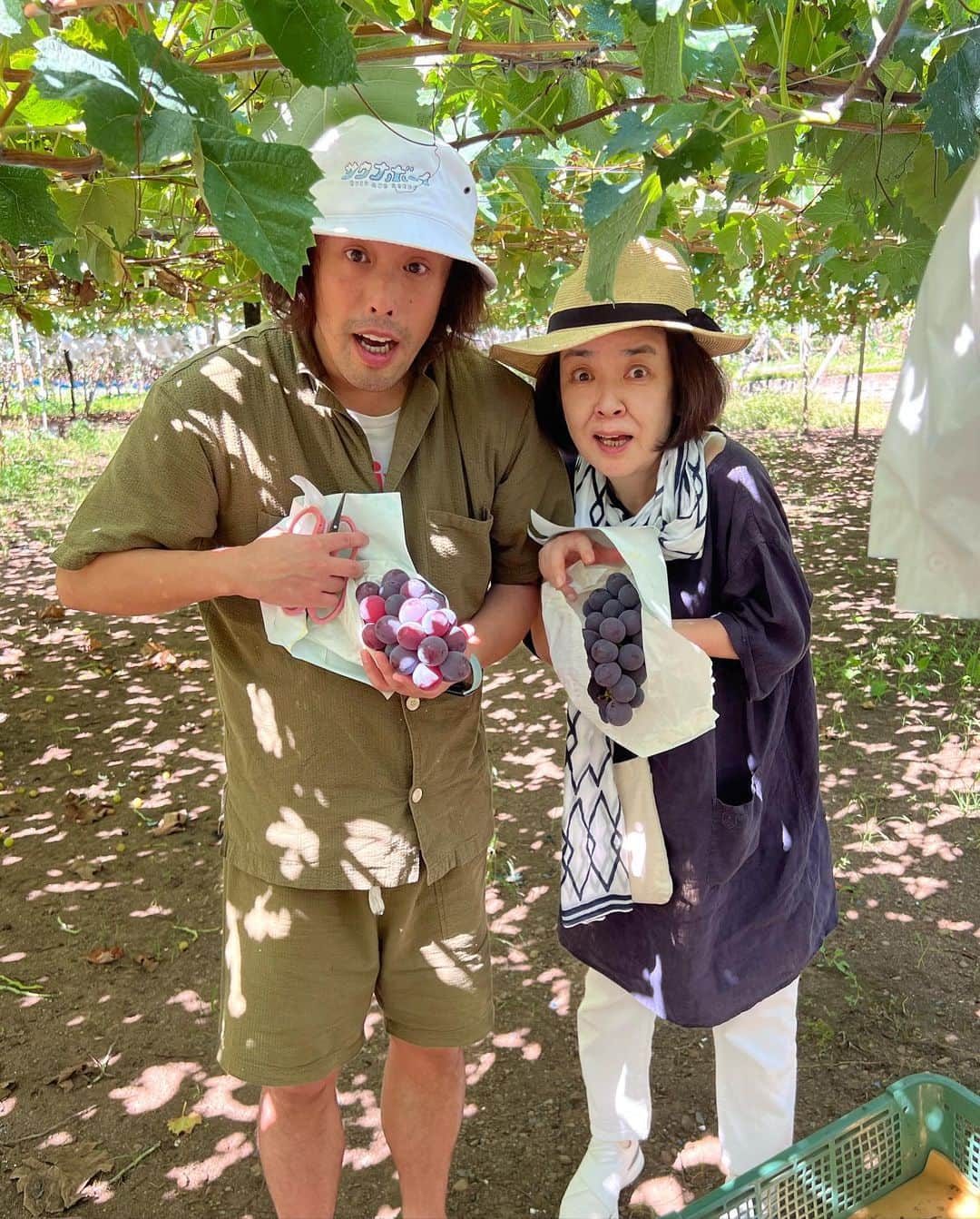 岸本加世子さんのインスタグラム写真 - (岸本加世子Instagram)「毎年恒例のシャインマスカット。猛暑や台風も乗り越えて今年のシャインマスカットはどっしり実を付けて特別美味しいです。　🍇 #宮田和幸#彦摩呂#やついいちろう#小沢ぶどう園」9月14日 21時56分 - kayokokishimoto