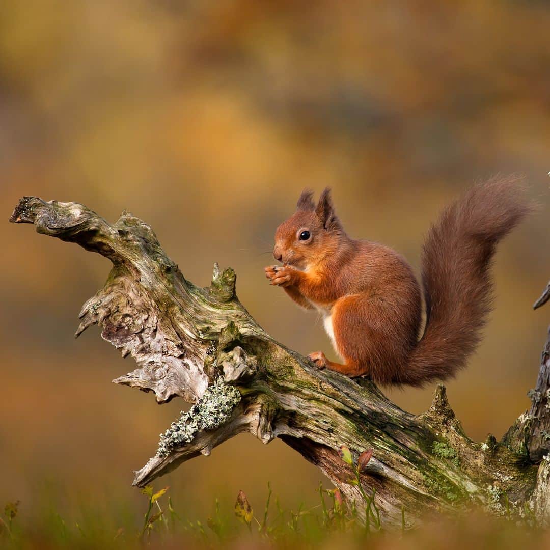 アニマルプラネットさんのインスタグラム写真 - (アニマルプラネットInstagram)「This is your sign to stop for a snack break. 🥜  A Eurasian red #squirrel grabs a bite in the Scottish Highlands.   #animals #nature」9月14日 22時00分 - animalplanet
