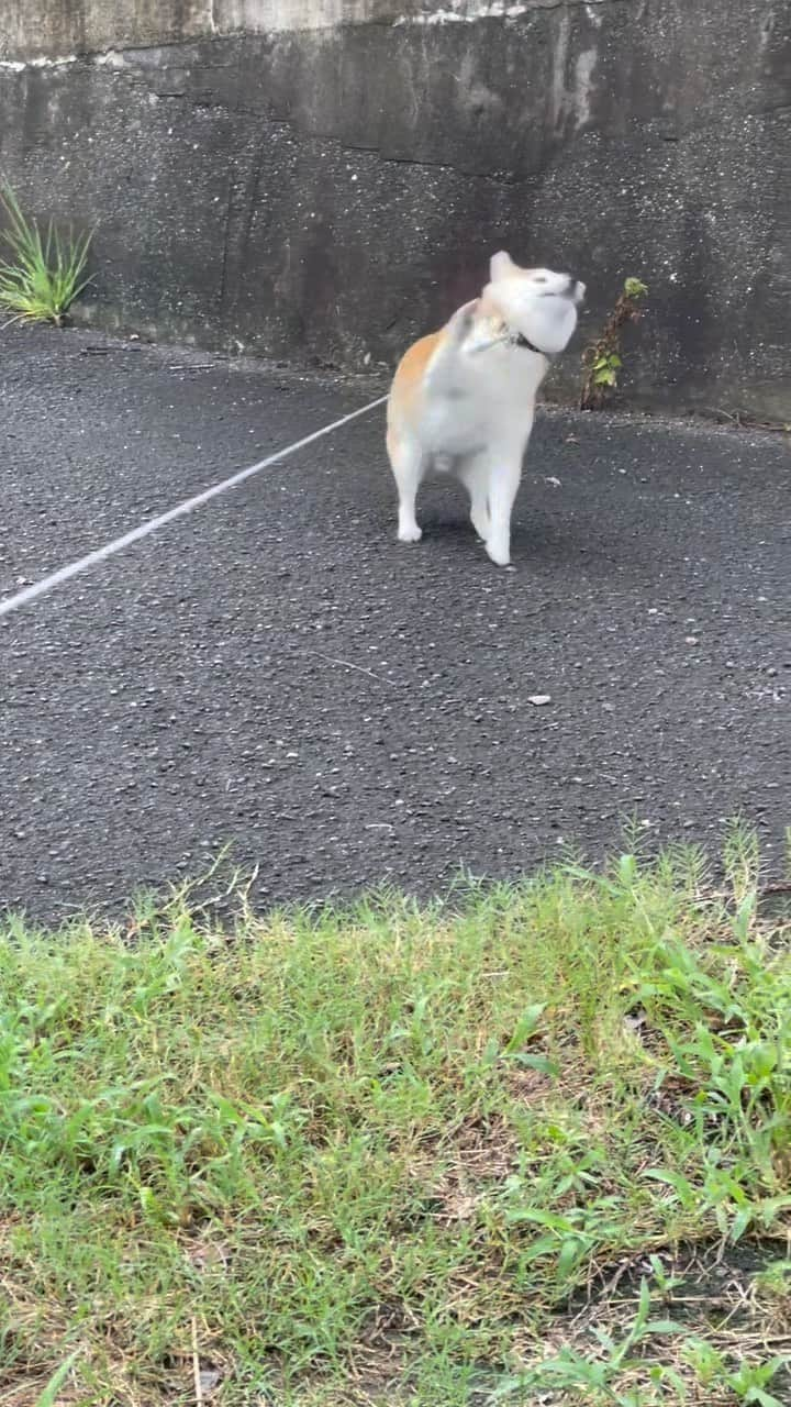 豆助左衛門（まめすけざえもん）のインスタグラム：「🐾 ちがうちがう そっちじゃない😡  雨上がりの散歩 豆ちゃまは綺麗好きなので 濡れた土の道には行きません💦  「足が汚れるでござる」  #足がぬれるのをいやがる犬  #きれいすぎ なの #💩は草の上にしないのに」