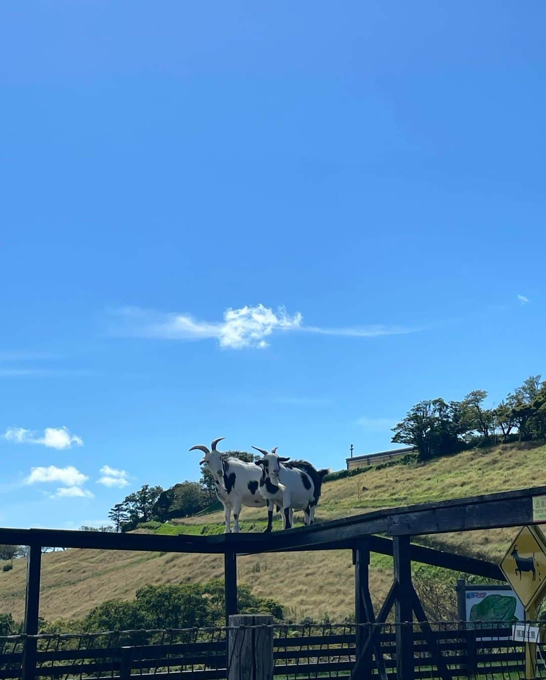 おりはらまよさんのインスタグラム写真 - (おりはらまよInstagram)「. ﾊｯﾋﾟｰﾗﾌﾞﾘｰマザー牧場🐄🥛🌳  大自然と動物最高すぎた。 ハイライトはアヒルの大行進🪿♡とお馬ちゃんとお揃いの髪型🐴🎀  (∩^o^)⊃─☆ﾟ.*･｡  #マザー牧場 #アヒルの大行進」9月14日 22時09分 - ___mayonnaise