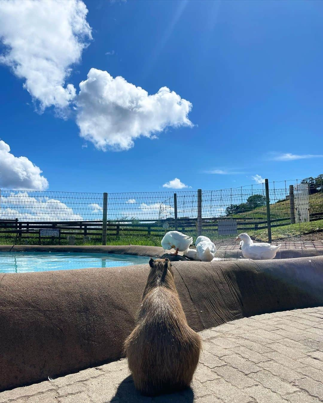 おりはらまよさんのインスタグラム写真 - (おりはらまよInstagram)「. ﾊｯﾋﾟｰﾗﾌﾞﾘｰマザー牧場🐄🥛🌳  大自然と動物最高すぎた。 ハイライトはアヒルの大行進🪿♡とお馬ちゃんとお揃いの髪型🐴🎀  (∩^o^)⊃─☆ﾟ.*･｡  #マザー牧場 #アヒルの大行進」9月14日 22時09分 - ___mayonnaise